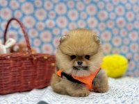 Safkan Pomeranian Boo Yavrularımız