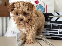 Tea cup morkie yavrmuz yeni evine gitmeye hazır