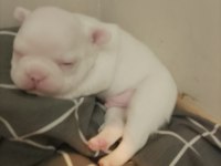 6 ayrı renk çeşitlerinde french bulldog kardeşler