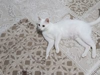 Kısırlaştırılmış Dişi Kedimiz Ücretsiz Sahiplendirilecek
