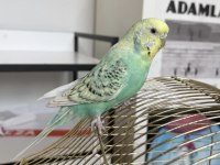 Sahibinden Dişi Muhabbet Kuşu