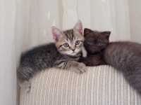 Kendi kedimin british shorthair yavrusu