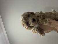 Toy poodle yavrular