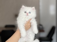 EŞSİZ KALİTE VE GÖZ RENGİNDE BRİTİSH LONGHAİR
