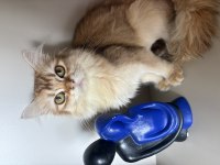 6 aylık golden british longhair