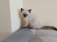 ÇİKOLATA POİNT 2 DİŞİ 1 ERKEK UYGUNA VERİLECEK SCOTTİSH