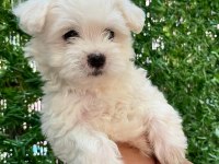 Maltipoo bebekler