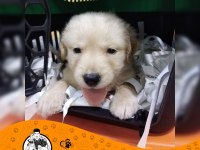 Golden Retriever (Baby Face)