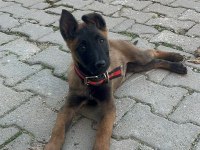 Belçika kurdumuz sağlıklı