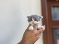 Irk ve sağlık garanti belgeli british shorthair yavruları