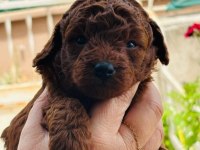 Irk ve boy garantili toy poodle