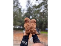 POODLE YAVRULAR