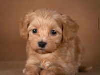 Teacup Maltipoo Bebekler