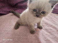 2.5 aylık yavru dişi british shorthair