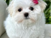 Maltese puppies 1 kg