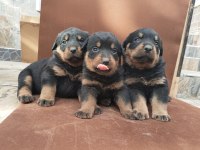 A Klas Kalite Rottweiler Yavruları