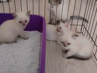 British shorthair Blue Point Yavrular