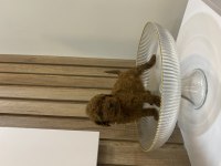 Sağlık ve ırk garantili show kalite poodle patilerim