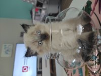 Blue point cinsi british shorthair acil sahiplendirmem lazım