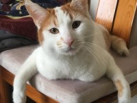EVDEN ATILMIŞ KEDİCİĞE ACİL ÖMÜRLÜK YUVA ARIYORUZ!