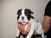 50 günlük Maskeli French Bulldog Oğlumuz