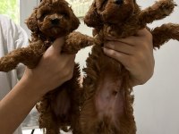 5 adet dişi erkek poodle