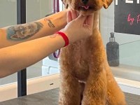 Uslu Kızımız Toy Poodle Sahiplendirilecek