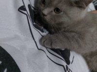 Erkek british shorthair yavrularımız sıcak yuvalarını arıyor