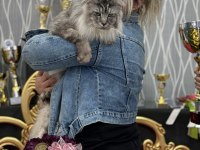 En güncel şampiyonluklarla benim maine coon devlerim
