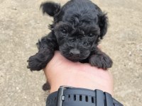 Teacup bebeklerimiz ırk ve sağlık garantili