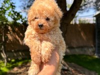 Aprikot Toy Poodle Yavrumuz