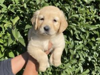 Bebek yüzlü golden retriever bebekler