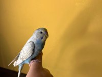 MUHABBET KUŞU ELE ALIŞKIN EVCİL