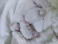 British shorthair sahiplendirme beyaz