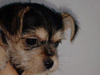 2.5 aylık 1 kg chihuahua yavru