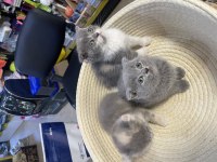 Scottish Fold Bebeklerimiz