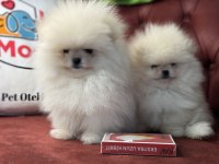 Petmode Köpek Çiftliğinden white pomeranian boo