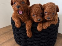 Belgeli Ev Üretimi Orjinal Toy Poodle Köpeği