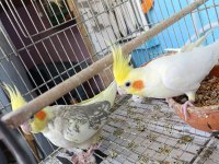 Daha Önce Yavru Alınmış Garantili Takım Sultan Papağanı