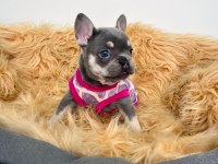 Lilactan isabella taşıyıcı bebişler french bulldog