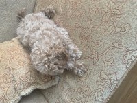 Toy poddle
