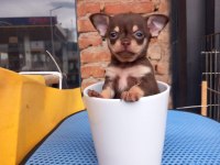 Tea Cup Yavru Chihuahua Sigara Kutusu Kadar