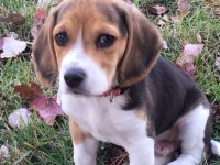 BEAGLE YAVRULARIMIZ