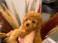 Kendi köpüşümün gerçek kore ve toy poodle bebekler