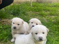 Akita golden retriever mix yavrular
