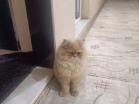 Oğlumuza Dişi chinchilla arıyoruz