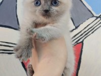 British shorthair ve scottish fold yavru köpeklerimiz