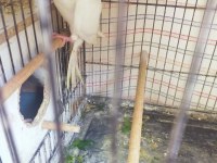 Sultan papağanı albino ve wf