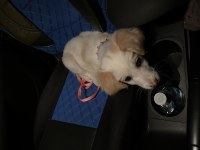 Melez Köpek