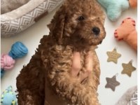 Kurabiye Tadında Harika Poodle Bebekler